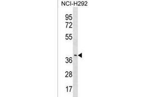 Y Antibody (C-term) (ABIN1537198 and ABIN2838091) western blot analysis in NCI- cell line lysates (35 μg/lane). (LRRC74B antibody  (C-Term))