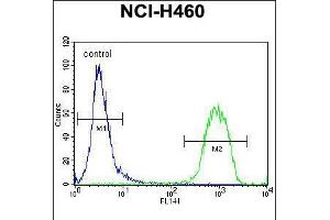Flow cytometric analysis of NCI-H460 cells (right histogram) compared to a negative control cell (left histogram). (ATRX antibody  (C-Term))
