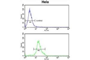 Flow Cytometry (FACS) image for anti-Dolichol Kinase (DOLK) antibody (ABIN3003934) (Dolichol Kinase antibody)
