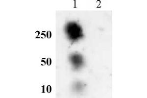 Histone H2A phospho Ser129 pAb tested by dot blot analysis.