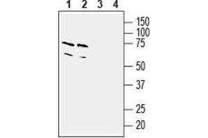 Western blot analysis of mouse (lanes 1 and 3) and rat (lanes 2 and 4) brain lysates: - 1,2.