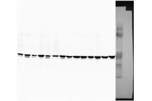 Rat liver (SOCS1 antibody  (Middle Region))