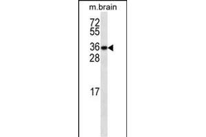 GBL ABIN659124 western blot analysis in mouse testis tissue lysates (35 μg/lane). (GBL antibody)