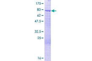 RBM42 Protein (AA 1-480) (GST tag)