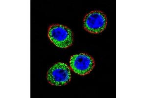 Confocal iunofluorescent analysis of E Antibody (Center) (ABIN391500 and ABIN2841465) with WiDr cell followed by Alexa Fluor 488-conjugated goat anti-rabbit lgG (green). (MME antibody  (AA 274-302))