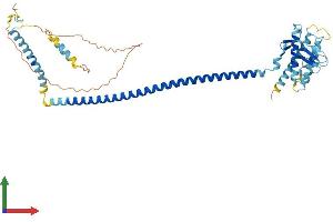 AlphaFold protein structure predicition of Mouse Recombinant Becn2 Protein, UniprotID P0DM65 (Becn2 (AA 1-447) protein (His tag))