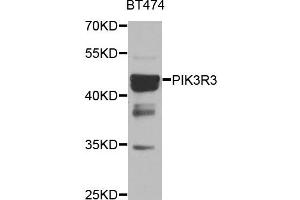 Western blot analysis of BT474 cell lines, using PIK3R3 antibody. (PIK3R3 antibody)