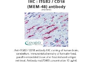Image no. 1 for anti-Integrin beta 2 (ITGB2) antibody (ABIN1723359) (Integrin beta 2 antibody)