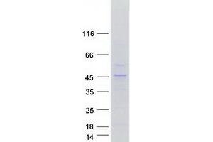 Validation with Western Blot (KLF2 Protein (Myc-DYKDDDDK Tag))