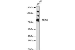 Western blot analysis of extracts of HepG2 cells, using PDZK1 antibody (ABIN7269199) at 1:1000 dilution. (PDZK1 antibody)