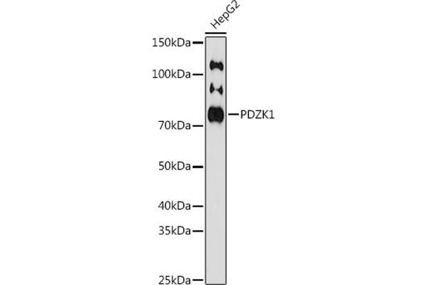 PDZK1 antibody