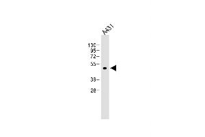 Anti-ATG4D at 1:4000 dilution + A431 whole cell lysate Lysates/proteins at 20 μg per lane. (ATG4D antibody)