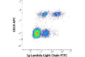 Flow cytometry multicolor surface staining of human lymphocytes stained using anti-human Ig lambda light chain (4C2) FITC antibody (20 μL reagent / 100 μL of peripheral whole blood) and anti-human CD19 (LT19) APC antibody (10 μL reagent / 100 μL of peripheral whole blood). (Lambda-IgLC antibody  (FITC))