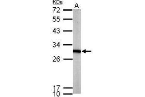 WB Image Sample (50 ug of whole cell lysate) A: mouse brain 12% SDS PAGE antibody diluted at 1:1000 (PGAM1 antibody)