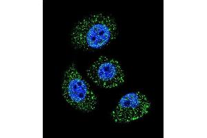 Confocal immunofluorescent analysis of MYBPHL Antibody (N-term) (ABIN655765 and ABIN2845206) with A549 cell followed by Alexa Fluor 488-conjugated goat anti-rabbit lgG (green). (MYBPHL antibody  (N-Term))