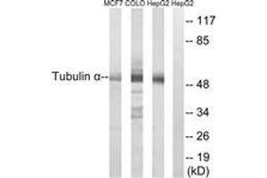 Western blot analysis of extracts from MCF-7/COLO/HepG2 cells, using Tubulin alpha Antibody.