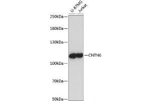 Western blot analysis of extracts of various cell lines using CNTN6 Polyclonal Antibody at dilution of 1:1000. (Contactin 6 antibody)