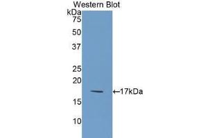 Western blot analysis of the recombinant protein. (FIL1d antibody  (AA 12-151))