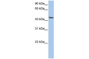 WB Suggested Anti-ALDH3B1 Antibody Titration: 0. (ALDH3B1 antibody  (N-Term))
