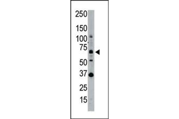 SENP1 antibody  (N-Term)