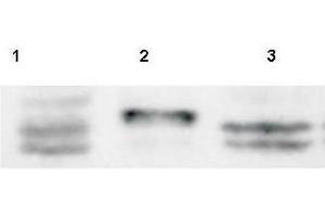 Western Blot of Rabbit anti-Sprouty-4 antibody. (SPRY4 antibody  (AA 306-322))