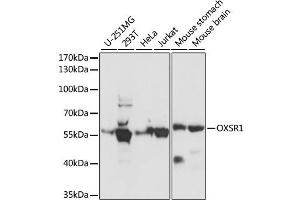 Western blot analysis of extracts of various cell lines, using OXSR1 antibody. (OXSR1 antibody)