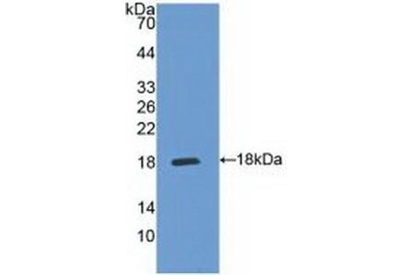 IL5RA Antikörper  (AA 42-182)