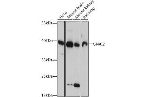GNAI2 antibody  (AA 1-355)