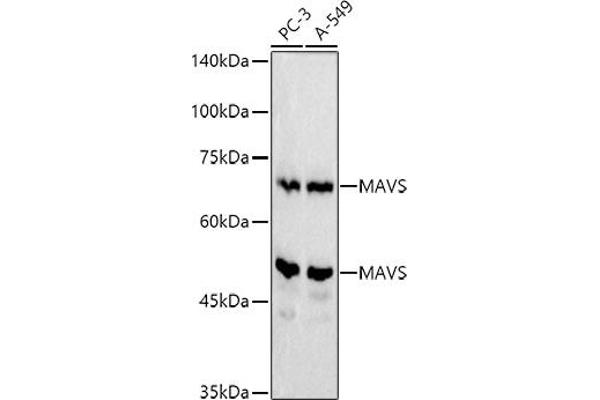 MAVS antibody  (AA 1-65)
