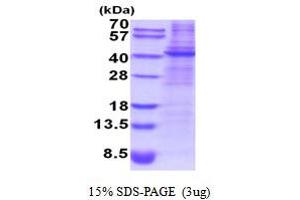 SDS-PAGE (SDS) image for Decorin (DCN) (AA 31-359) protein (His tag) (ABIN5854193) (Decorin Protein (DCN) (AA 31-359) (His tag))