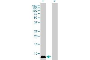 Western Blot analysis of GNGT1 expression in transfected 293T cell line by GNGT1 MaxPab polyclonal antibody. (GNGT1 antibody  (AA 1-74))