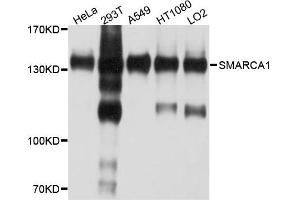 Western blot analysis of extract of various cells, using SMARCA1 antibody. (SMARCA1 antibody)