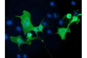 Immunofluorescence (IF) image for anti-Protein tyrosine Phosphatase, Receptor Type, E (PTPRE) antibody (ABIN1500505) (PTPRE antibody)