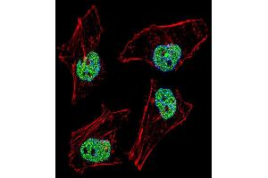 Fluorescent confocal image of Hela cell stained with NFYB Antibody (N-term). (NFYB antibody  (N-Term))
