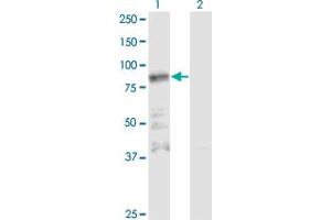 Western Blot analysis of ZNF287 expression in transfected 293T cell line by ZNF287 monoclonal antibody (M11), clone 3E12. (ZNF287 antibody  (AA 231-330))