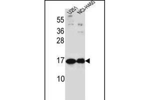 PTN Antibody (C-term) (ABIN656197 and ABIN2845519) western blot analysis in ,NCI- cell line lysates (35 μg/lane). (Pleiotrophin antibody  (C-Term))