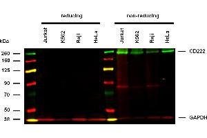Anti-Hu CD222 Purified (clone MEM-238) works in WB application under non-reducing conditions. (IGF2R antibody)