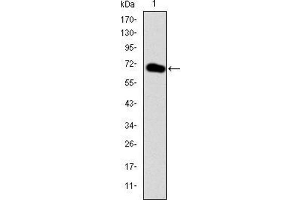 GATA5 antibody