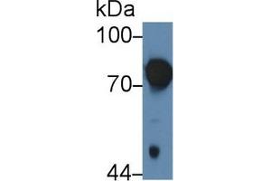 Western Blotting (WB) image for anti-Prothrombin Fragment 1+2 (F1+2) (AA 44-323) antibody (ABIN7438877)