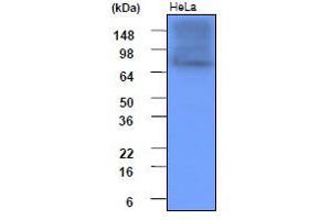 Western Blotting (WB) image for anti-Heat Shock Protein 90kDa alpha (Cytosolic), Class A Member 1 (HSP90AA1) (AA 1-732), (N-Term) antibody (ABIN317533) (HSP90AA1 antibody  (N-Term))