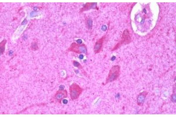 EDG4 antibody  (Cytoplasmic Domain)