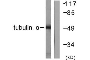 Western blot analysis of extracts from NIH/3T3 cells, using Tubulin alpha antibody. (alpha Tubulin antibody  (C-Term))