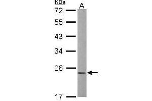 WB Image Sample (50 ug of whole cell lysate) A: mouse liver 12% SDS PAGE antibody diluted at 1:1000