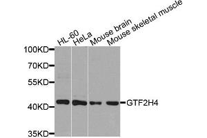 Western blot analysis of extracts of various cells, using GTF2H4 antibody.