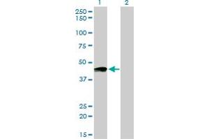 Image no. 1 for anti-Prostacyclin Receptor (PTGIR) (AA 296-387) antibody (ABIN465964) (Prostacyclin Receptor antibody  (AA 296-387))