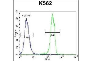 CT45A1 Antibody (N-term) (ABIN655225 and ABIN2850481) flow cytometric analysis of K562 cells (right histogram) compared to a negative control cell (left histogram). (CT45A1 antibody  (N-Term))