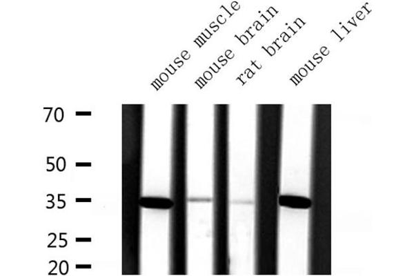 SLC25A31 antibody  (Internal Region)