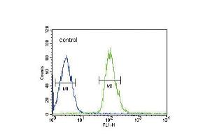 Flow cytometric analysis of HepG2 cells (right histogram) compared to a negative control cell (left histogram). (DUSP2 antibody  (C-Term))