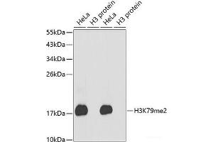 Western blot analysis of extracts of various cell lines using DiMethyl-Histone H3-K79 Polyclonal Antibody. (Histone 3 antibody  (2meLys79))