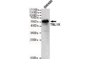 Western blot detection of TBL1X in S cell lysates using TBL1X mouse mAb (1:1000 diluted).